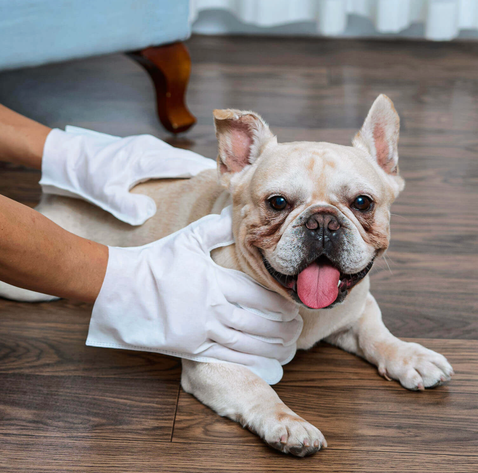 Calixo™ Total Care Pet Wipes