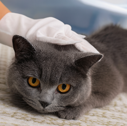 Calixo™ Total Care Pet Wipes